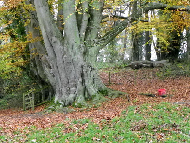 Beech tree, Fonthill Estate