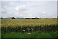 Ripening wheat