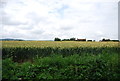 Ripening wheat