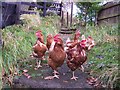 Stalking chickens near Water Works Farm