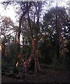 Teepee in Foxley Wood