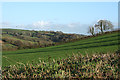 Yealmpton: towards Allercombe Wood