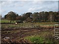 Partially harvested field near Yew Wood Cross