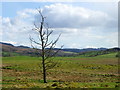 Lone tree near Tulliemet