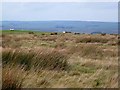 Moorland at Branchend