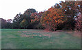 Hatch Plain, trees and path