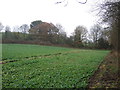 Farmland, Shincliffe