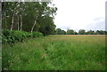 SU7822 : Indistinct Sussex Border Path, West Heath Common by N Chadwick