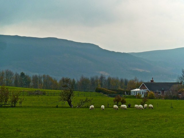 Sheep in Field, Bank Foot Lane © Paul Buckingham :: Geograph Britain ...