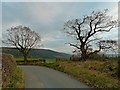 Trees, Bank Foot Lane