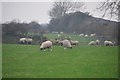 SY1587 : East Devon : Sheep Grazing by Lewis Clarke