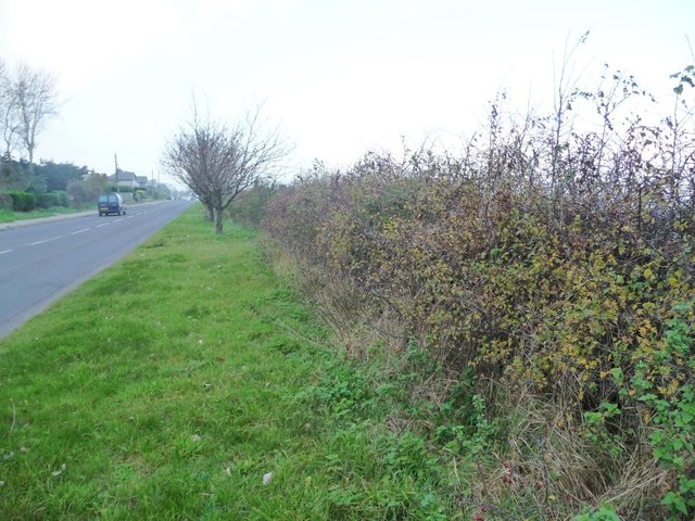 Autumn hedge along the A1039