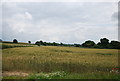 A field of wheat