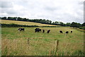 Cattle by A272