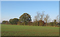 Trees on field boundary