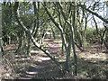 SP1667 : Oak coppice near Hungerfield Farm by Robin Stott