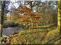 River Etherow, Riverside Path