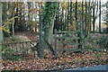 Footpath into the woods