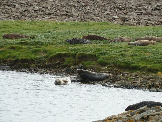 Beached seals on Mousa