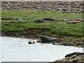 HU4623 : Beached seals on Mousa by Rob Farrow