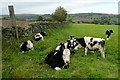 Cattle at Parsonage Farm