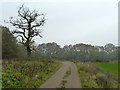 West Horsley bridleway 98