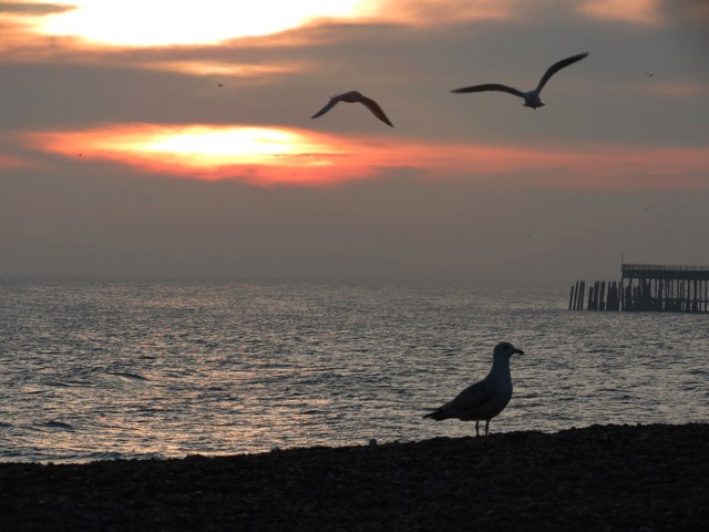 Gulls on Pelham Beach