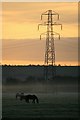 Horses and a pylon at sunrise