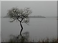 H9894 : Tree and water, Lough Beg by Kenneth  Allen