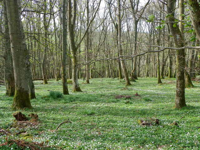 Woodland floor, Croft Wood