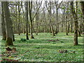 Woodland floor, Croft Wood