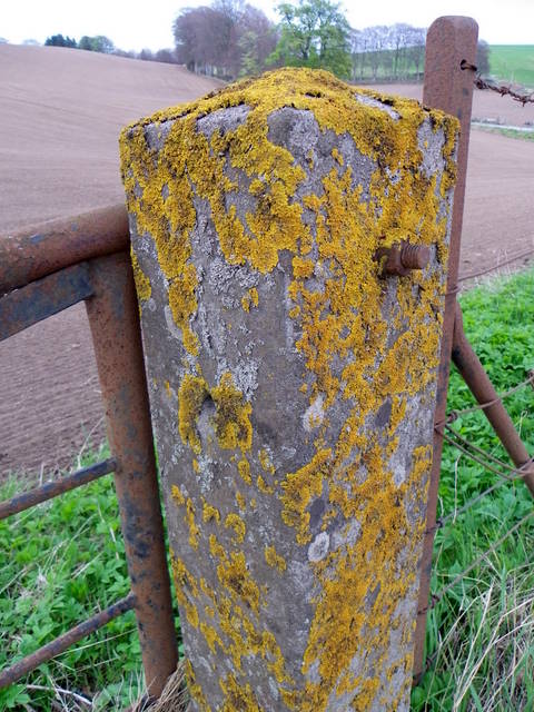 Lichen on the post, North Pitkindle