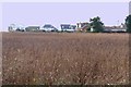 Across the Reed Beds