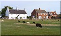 Sheep at Lymore Lane