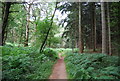 SU7825 : Sussex Border Path, Durford Wood by N Chadwick