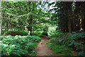 SU7825 : Sussex Border Path, Durford Wood by N Chadwick