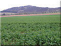 Oilseed rape, Saucher