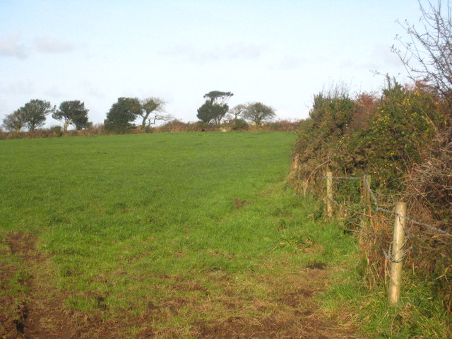 Field edge near Colcerrow