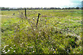 Fields near Smug Oak Stables