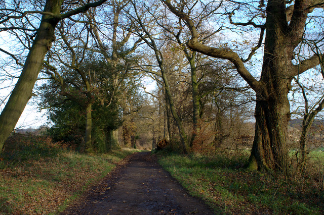 Hollybank Lane © Mark Anderson :: Geograph Britain and Ireland