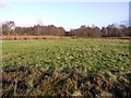 Common land east of A68 at Stagshaw Bank