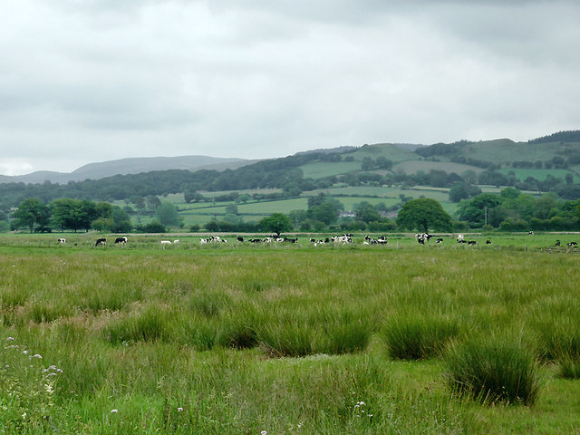 Rough pasture near Pontrhydfendigaid, Ceredigion