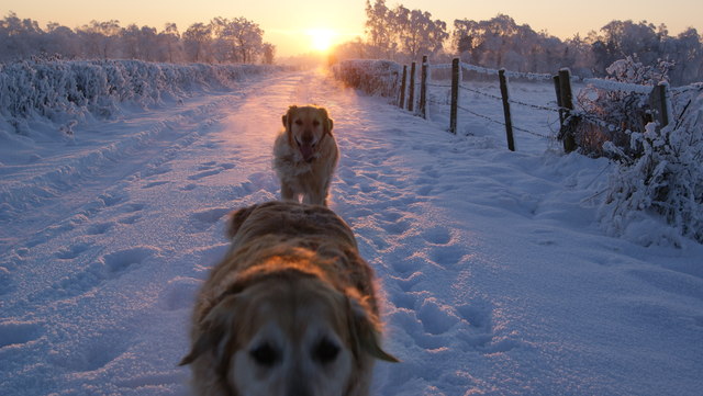 Golden retrievers in the snow, Derrycarne Road