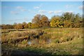 A Roding Valley Pond