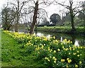 Daffodils alongside Moat at Kirtling Towers