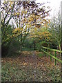 Leaf Covered Footpath