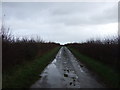 Lane towards The Forest