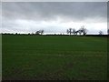 Farmland, Fellgill Moor