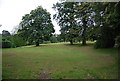 Trees near Clayton Court