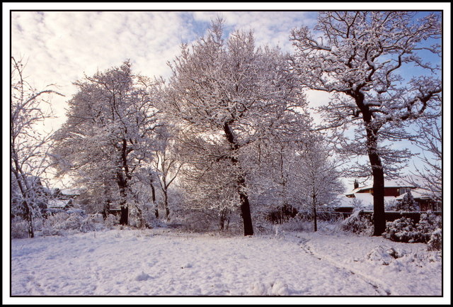 Duchy Wood   Winter